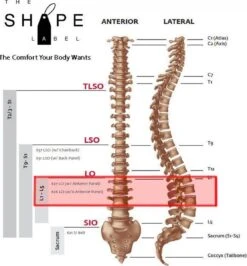 The Shape Label™ - Lumbar Belt Advanced™ Rugbrace - Medische Rugband Voor De Onderrug & Rugpijn 21 The Shape Label™ - Lumbar Belt Advanced™ Rugbrace - Medische Rugband Voor De Onderrug & Rugpijn -Merkloos Winkel 1113x1200 16