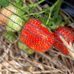 Relaxdays Vogelnet - Vijvernet - Kleine Maaswijdte - Fruitnet - Anti-vogelnet - Zwart 5 X 4 M 11 Relaxdays Vogelnet - Vijvernet - Kleine Maaswijdte - Fruitnet - Anti-vogelnet - Zwart 5 X 4 M -Merkloos Winkel 1200x1200 7474